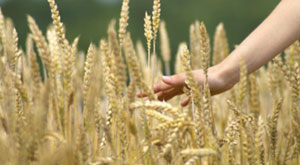 Balance alimentaire