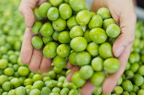 La Tunisie mobilise 120.000 ouvriers pour la cueillette des olives