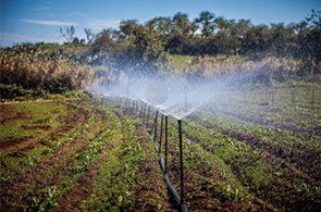 irrigation