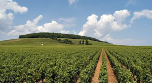 Tunisie- Les investissements agricoles privés baisse de 5,9%