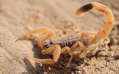 Kairouan : Une dame décède d’une piqûre de scorpion