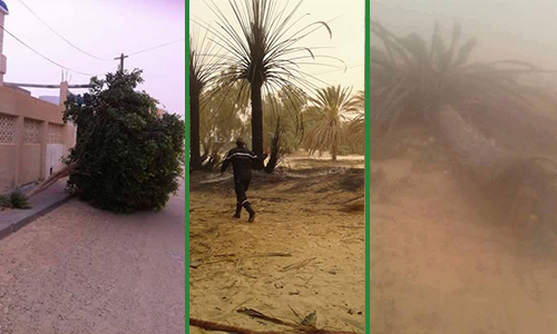 Arbres suite tempête vents- Sud Tunisie