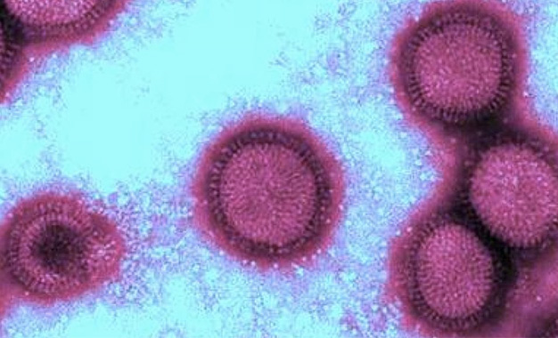 Virus-grippe-porcine