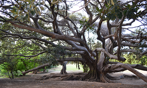 arbre centenaire Belvedere
