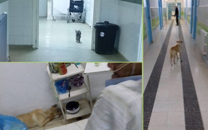 Des animaux se promènent à l’intérieur de l’hôpital de Gabès