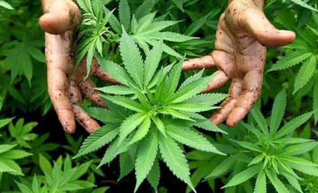 Plantation cannabis