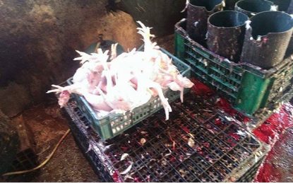 Manouba : Saisie de 400 kg de viande de poulet avariée