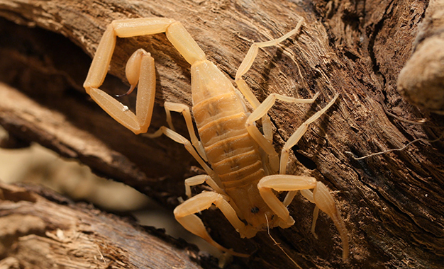 Sfax- scorpion baguette