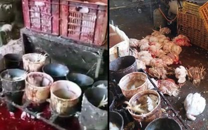 Fêtes de fin d’année : Saisie d’une demi-tonne de poulets à Nabeul