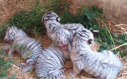 Carnet rose : Quatre tigreaux voient le jour au parc Friguia à Enfidha