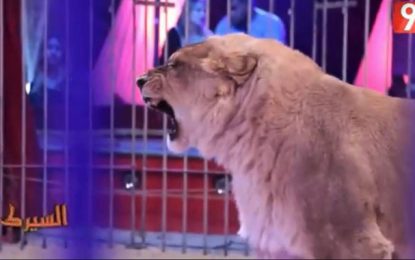 Caméra cachée « Le Cirque » sur Attessia TV : Polémique autour d’une lionne aux dents meulées