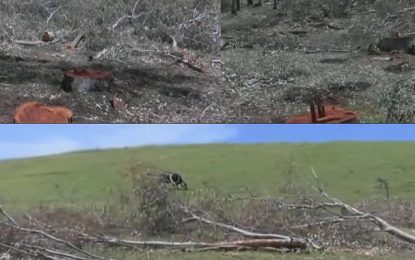 Jendouba : Enquête après l’abattage de 51 arbres forestiers dans la région de Bghoura