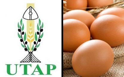 Tunisie : Le nouveau prix des œufs rejeté par l’Utap