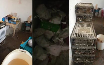 Fêtes de fin d’année : Saisie de plus d’une tonne de poulets à Ben Arous