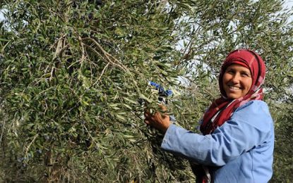L’huile d’olive tunisienne à l’heure de l’innovation technologique