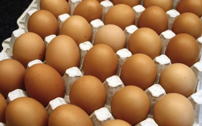 N’est-il pas temps de moderniser la commercialisation des œufs en Tunisie ?