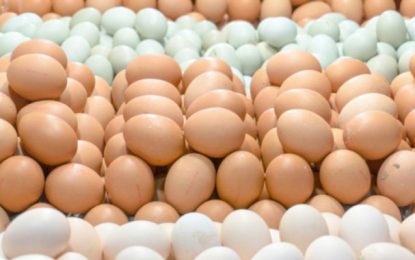 Tunisie : Marge de rentabilité de 10 millimes par œuf pour les distributeurs