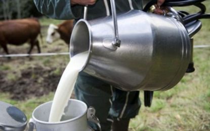 Nouvelle crise en vue de la filière laitière en Tunisie