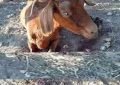 Une chèvre mutilée par des inconnus : Tunisie Écologie dénonce un crime atroce et décide d’engager une action en justice