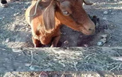 Une chèvre mutilée par des inconnus : Tunisie Écologie dénonce un crime atroce et décide d’engager une action en justice