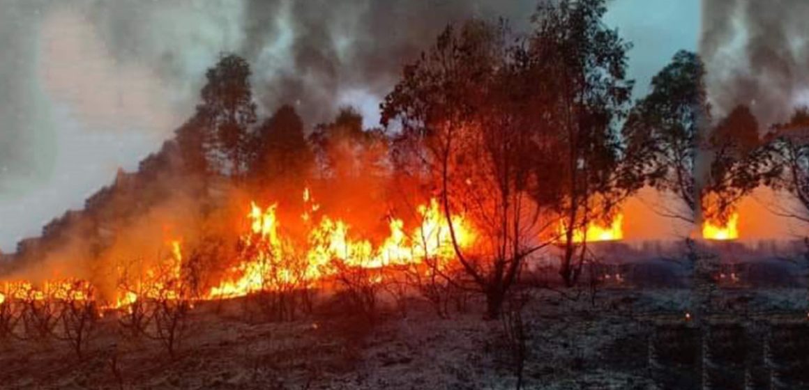 ساقية سيدي يوسف: إنتشار حريق غابات جرادو إلى حقول القمح وطلب تعزيزات من الولايات المجاورة