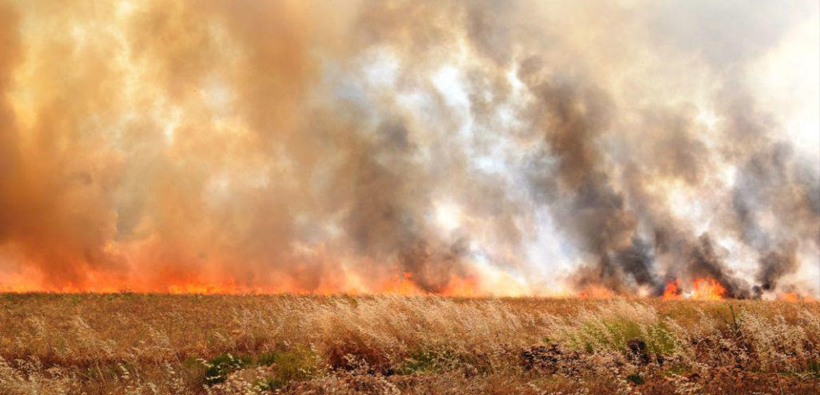 اندلاع حريق بإحدى مزارع القمح بمنطقة المعقولة من معتمدية باجة الجنوبية (فيديو)