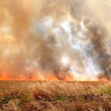 باجة: تسجيل 74 حريقا خلال شهر ماي واتلاف 12.5 هكتار من مزارع القمح  والشعير