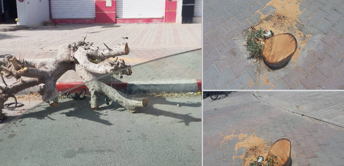 سوسة: بسبب قطع شجرة من نوع ficus بأحد شوارعها، البلدية تتوجه للقضاء