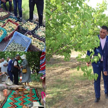 القيروان: افتتاح مهرجان المشمش الشاشي بمنطقة خيط الوادي بحفوز (ألبوم صور)
