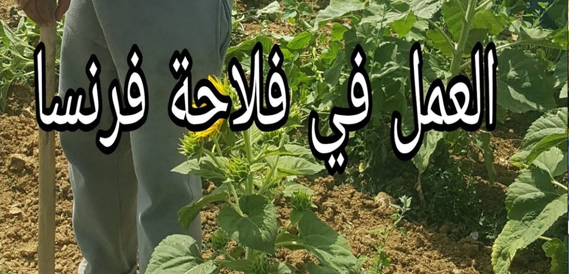 يهٌم خريجي مؤسسات التكوين المهني في الفلاحة والصيد البحري: فرصة للحصول على عقود عمل موسمية للعمل بفرنسا ..التفاصيل