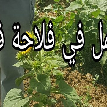 يهٌم خريجي مؤسسات التكوين المهني في الفلاحة والصيد البحري: فرصة للحصول على عقود عمل موسمية للعمل بفرنسا ..التفاصيل