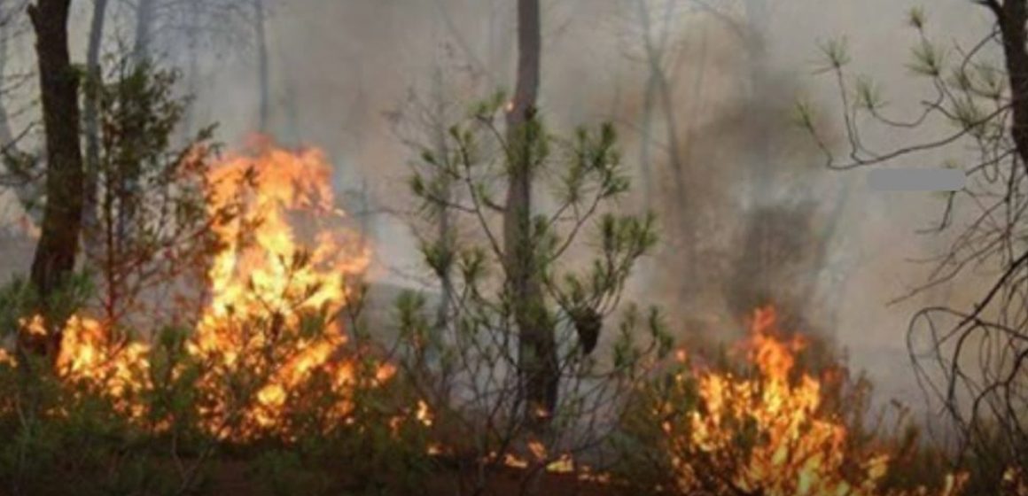 القيروان : اندلاع حريق بمنطقة العثامنية من معتمدية الوسلاتية أتى على مساحات هامة من الصنوبر الحلبي