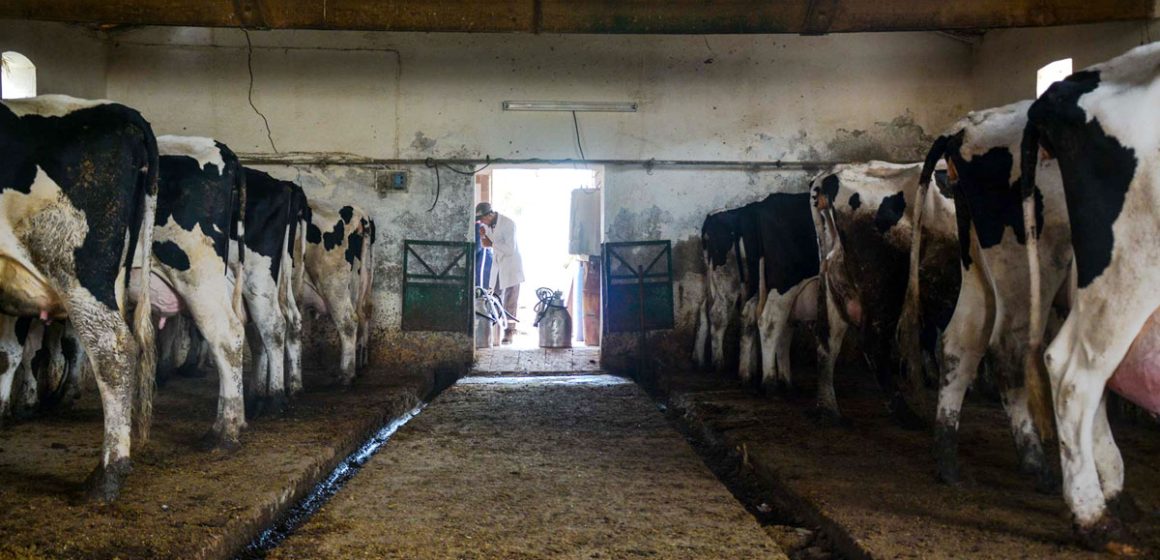 حليب “A2” الصحي خيار المستقبل لمربي الأبقار في تونس*