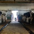 حليب “A2” الصحي خيار المستقبل لمربي الأبقار في تونس*