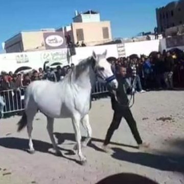 على هامش المهرجان الدولي للصحراء بدوز: قائمة الفائزين في مسابقة جمال الخيول