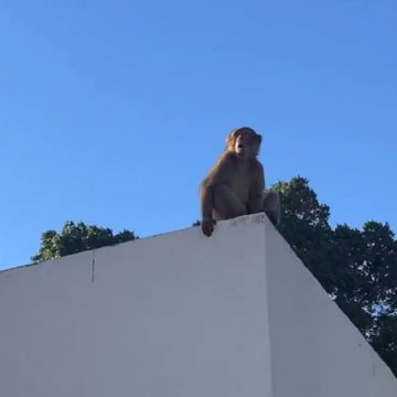 في حي الخضراء بالعاصمة، القبض على القرد “شمشوم” .. وإيداعه بحديقة البلفيدير (فيديو)