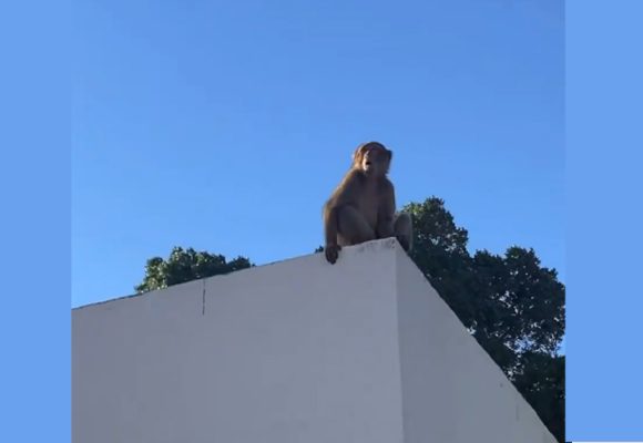 في حي الخضراء بالعاصمة، القبض على القرد “شمشوم” .. وإيداعه بحديقة البلفيدير (فيديو)