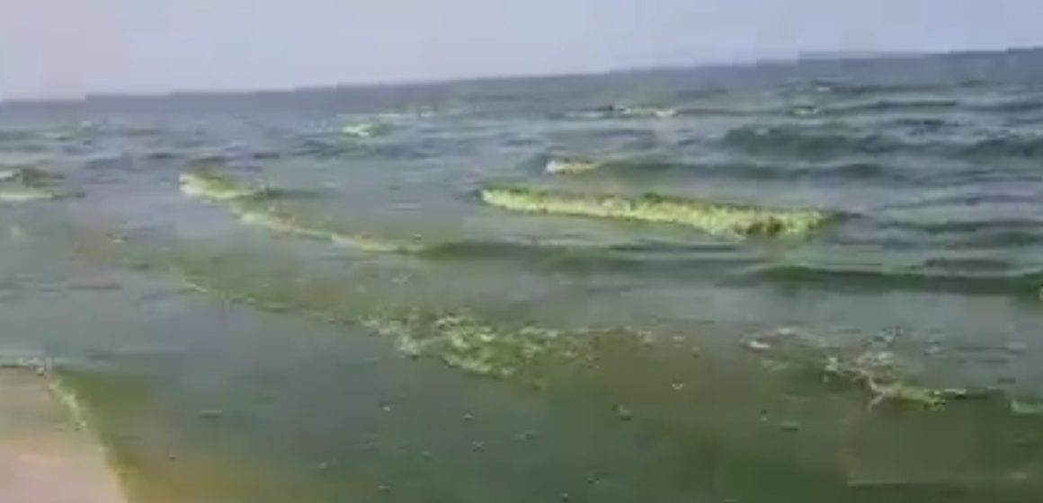حمام الأنف: تساؤل حول اخضرار لون البحر، وكالة حماية و تهيئة الشريط الساحلي ببن عروس توضح (فيديو)
