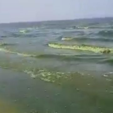 حمام الأنف: تساؤل حول اخضرار لون البحر، وكالة حماية و تهيئة الشريط الساحلي ببن عروس توضح (فيديو)