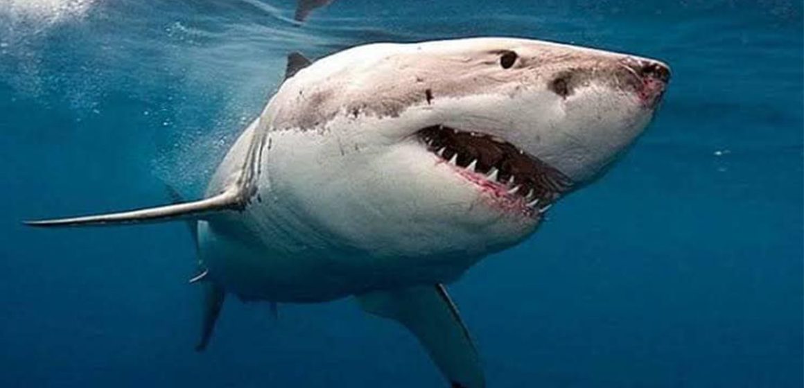 خبير في علوم البحار يكشف عن 3 أسباب لهجوم أنثى قرش على السائح الروسي بمياه الغردقة