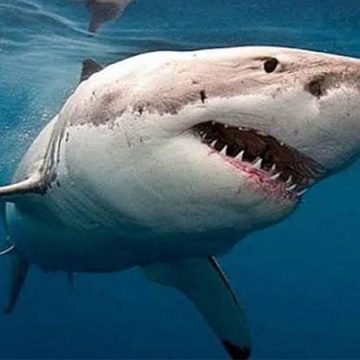 خبير في علوم البحار يكشف عن 3 أسباب لهجوم أنثى قرش على السائح الروسي بمياه الغردقة