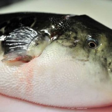 ارتفاع درجات الحرارة تسبب في انتشار سمكة الارنب السامة في جميع السواحل