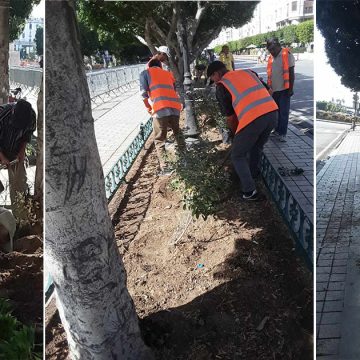 بعد حملات النظافة في شارع بورقيبة، الانطلاق في غراسة نباتات الزينة (صور)