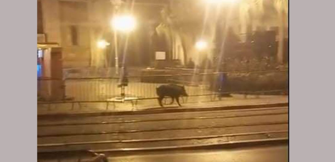 الدزيري: “المتامرين هوما الي سيبو الخنزير في شارع بورقيبة” (فيديو)