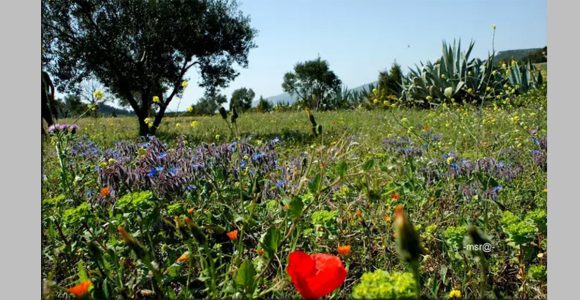 أحوال جوية: المهندس حشاد يكتب عن “دخول أول موجة دافئة لربيع 2026”