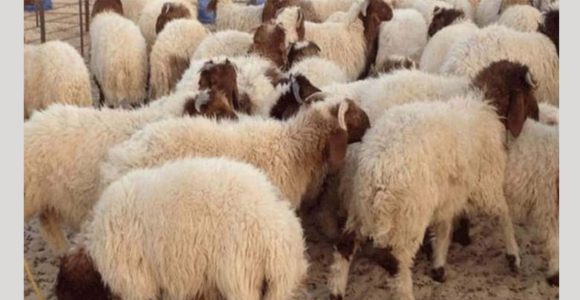 عيد الاضحى نقابة الفلاحين: عماد وعضور متخوف من ظاهرة عرض أنثى الكبش للذبح في عيد الاضحى