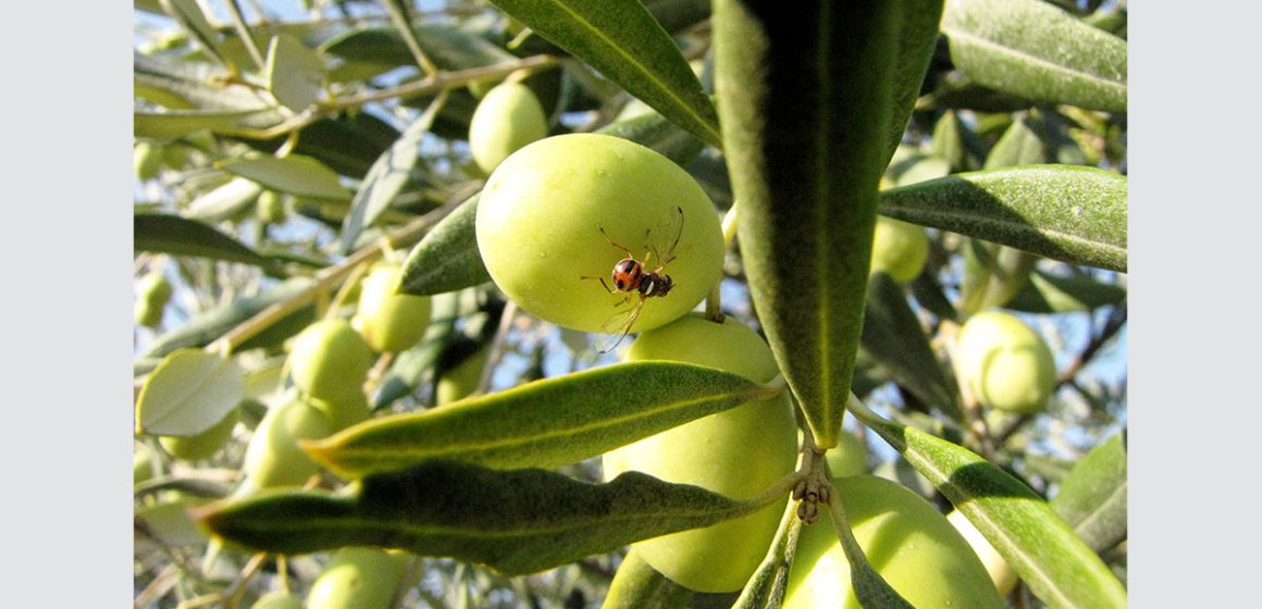 الصحة النباتية: ارتفاع درجة الحرارة صيفا بالقيروان ساهم في القضاء على ذبابة الزيتون