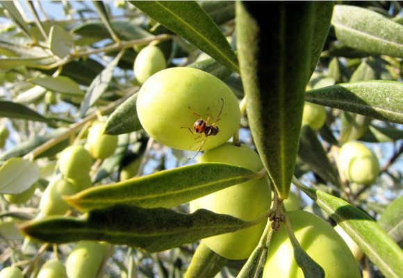 الصحة النباتية: ارتفاع درجة الحرارة صيفا بالقيروان ساهم في القضاء على ذبابة الزيتون