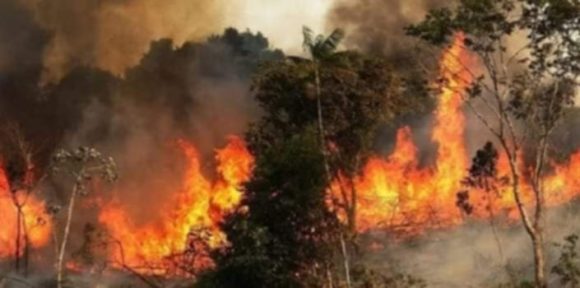 بنزرت: السيطرة على حريق اندلع بغابة الشعراء و منع امتداد النيران نحو التجمع السكاني