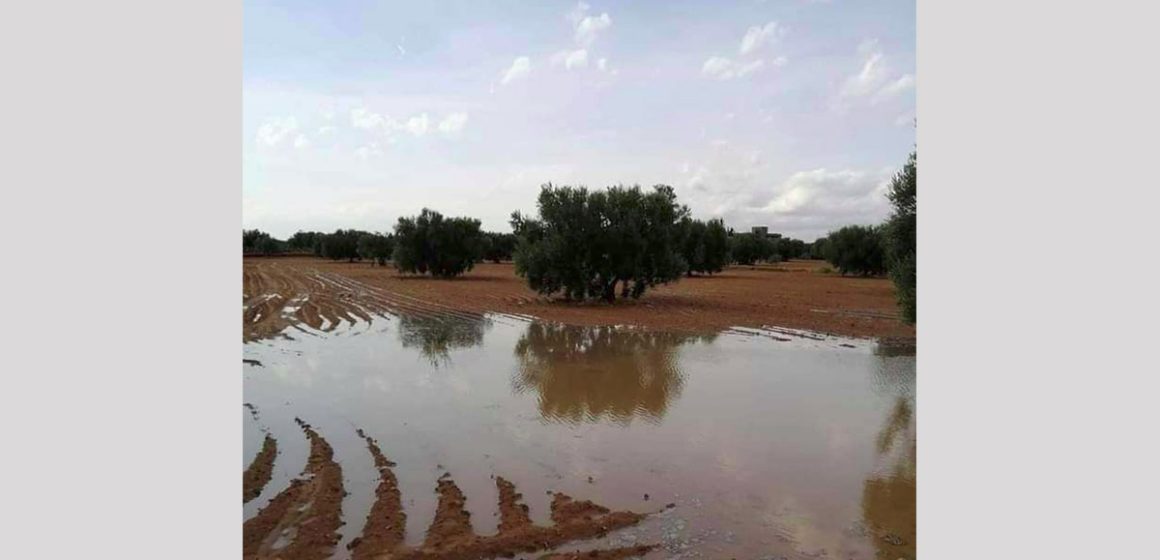 بوعجيلة: الأمطار الغزيرة ساهمت في ري الغراسات و تغذية المائدة المائية